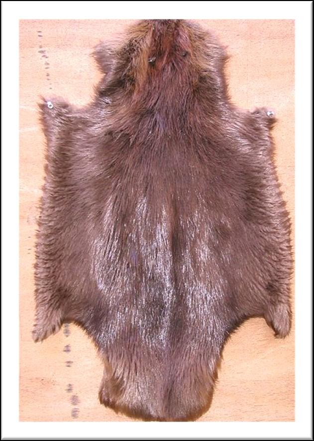 Beaver skin Material goods such as steel knives and copper kettles often were offered to the Ojibwe in exchange for fur pelts, with beaver pelts being among the most valuable.