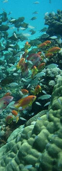 Number of sites regularly monitored Mnazi Bay and Ruvuma Estuary Marine Park, Mtwara -Reef biodiversity and socio-economic studies were carried out Mafia Island Marine Park (MIMP) - coral reef