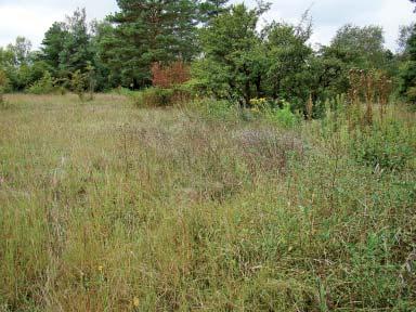 Druhová ochrana rastlín Druhová ochrana rastlín Spiranthes spiralis (pokrut jesenný) na Ostrovných lúčkach, reminiscencie, perspektíva Ostrovné lúčky rezervácia pri Čunove neďaleko Bratislavy bola