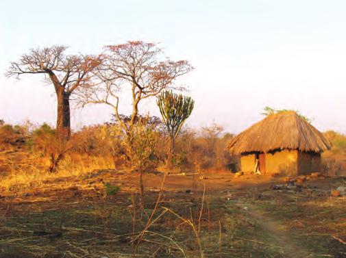 Zanimivo Morebiti pa smo rešili en tolikšen trop mladih življenj? Ena od vasic na našem terenu, v ozadju baobab ali opičji kruhovec. Epilog zgodbe Zgodba o starcih (tu je to 35+!