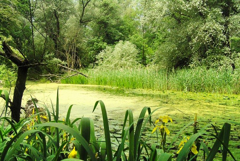 Gozdovi ob reki Muri so eni najbolj pomembnih nižinskih poplavnih gozdov v Sloveniji.