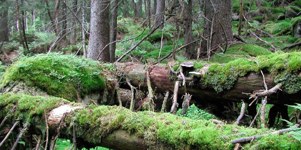 22 Lesy s veľkým spoločenským významom V týchto lesoch je však prípustné vykonávanie vedeckého výskumu a ich využívanie v rámci vedeckého alebo zážitkového turizmu.