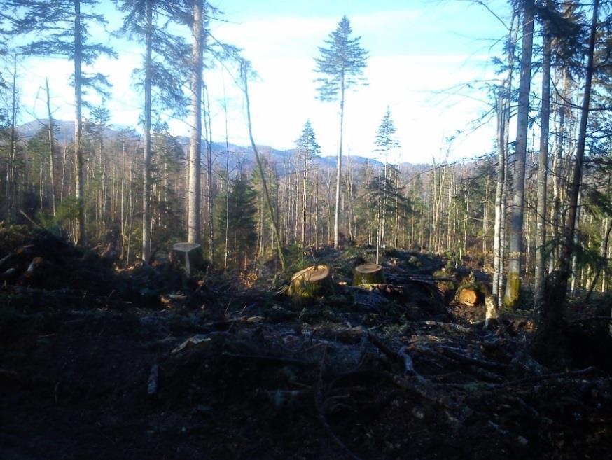 Slika 5 (zgornje tri slike): Stanje habitata triprstega detla v Lepih dolih (transekt Pogorelček), april 2018 gozd je močno