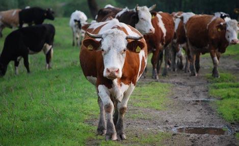 2. fotografija: Kerstin Sauer Nujnost tržnih pravil v mlečnem sektorju Prenehanje mlečnih kvot v l.2015. Mlečne kvote so v mnogih predelih Alp močno vplivale na ohranitev hribovskega kmetijstva.