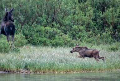 Look for moose Monday, July 15 & 22 Take a short early-morning jaunt to look for moose at Fishercap Lake. Then enjoy a free day!