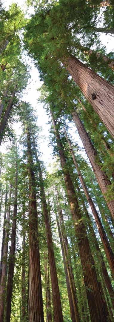 Plan Your Legacy Did you know you can help redwoods live on for generations theirs and ours? Your legacy gift to the League can make this happen. And it s simple to do.