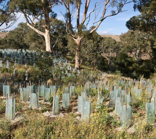 Environmental pressures: Land-use and clearing Ecotourism actions: 100% sites undertook revegetation activities