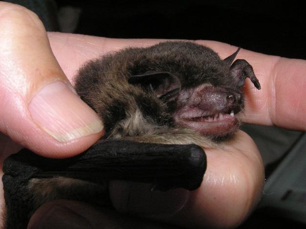Wattled Bat * * Chocolate Wattled Bat * Little Forest Bat * Common Bent-wing Bat * * * Large-footed Myotis * * Greater