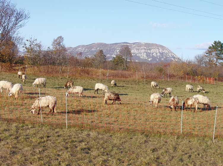 102 Ovce na paši Ovce na ispaši tone pasme značilno bolje izkoristijo razpoložljivo pašno in listno maso grmičevja ter dostopnega gozdnega