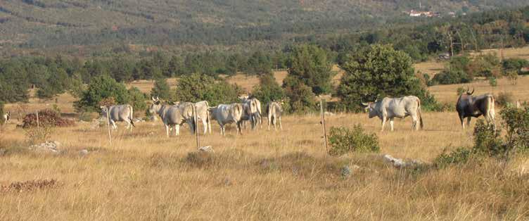 Istrsko govedo na pašniku Istrsko govedo na pašnjaku Osli se tradicionalno vzgajajo na kraškem mediteranskem področju predvsem kot delovne živali.