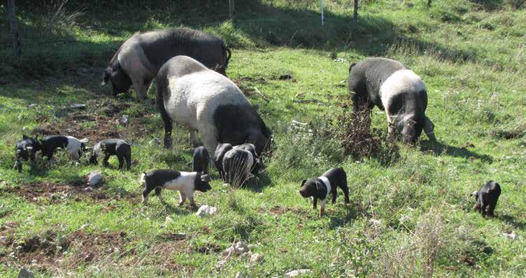 105 Krškopoljski prašiči v ogradi Krškopoljske svinje u ogradi Avtohtone pasme kraških pašnikov Avtohtone pasme domačih živali so dobro prilagojene na lokalne ekološke pogoje.