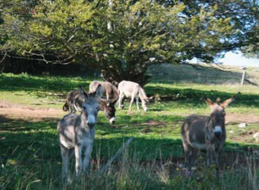 114 Čreda oslov na CSR Vremščica Stado magaraca na CSR Vremščica vedno pomembna delovna sila v kmetijstvu in prometu, medtem ko je reja oslov kot delovnih živali v drugih območjih Evrope danes