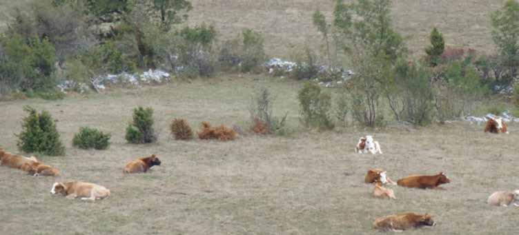 Čreda krav na suhem kraškem pašniku slabega gospodarjenja. Konji, ki so v relativno dobri kondiciji, s svojim tipom (velikostjo, maso) in številom niso primerni za pašnik, na katerem so.