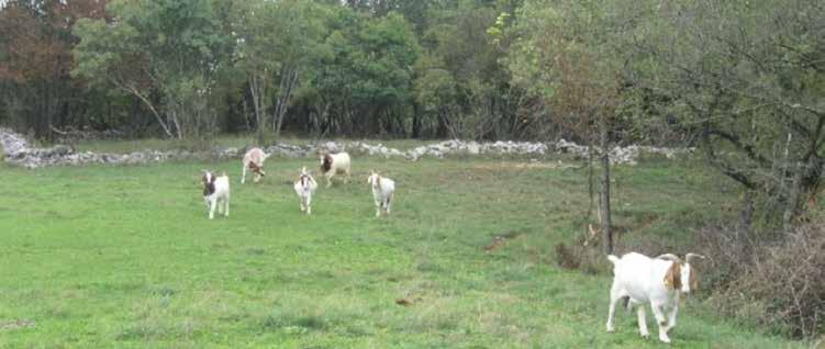izvaja paša, tj. višina trave, pri kateri se paša prekine (okoli 5 cm), ker je višina začetka paše določena in za govedo znaša 15 20 cm, za ovce pa 10 15 cm.
