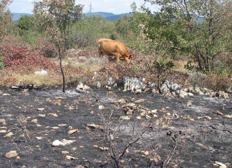 167 Ob požarišču v Petrinjah Požarište u Petrinjama dovanih gozdnih sestojih poskušamo sanacijo izvesti z normalnimi ukrepi gospodarjenja predvsem za preprečitev gospodarske škode in pospešitev