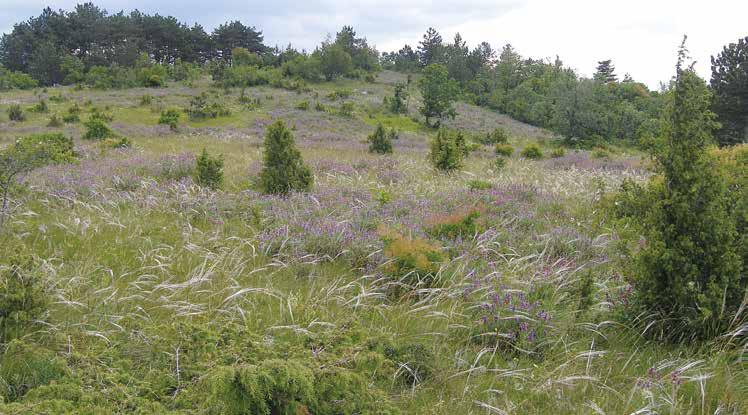 rejo. Na flišni podlagi na bolj globokih tleh prevladujejo travniki in pašniki dlakavega gadnjaka in oklasnice (Scorzonero villosae-danthonietum), ki se uporabljajo kot travniki - košenice.
