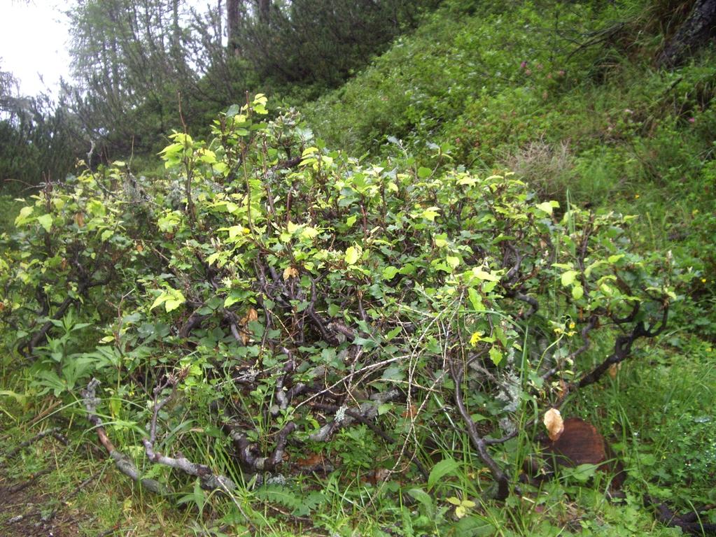 18 Slika 6: Grmičasta bukev na ploskvi v rezervatu Poljšak (Grce,2012) 3.