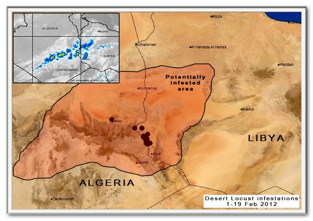 18-19 February 2012. Good rains fall in outbreak area Unusually good rains fell over a large portion of SE Algeria and SW Libya, including currently infested areas.