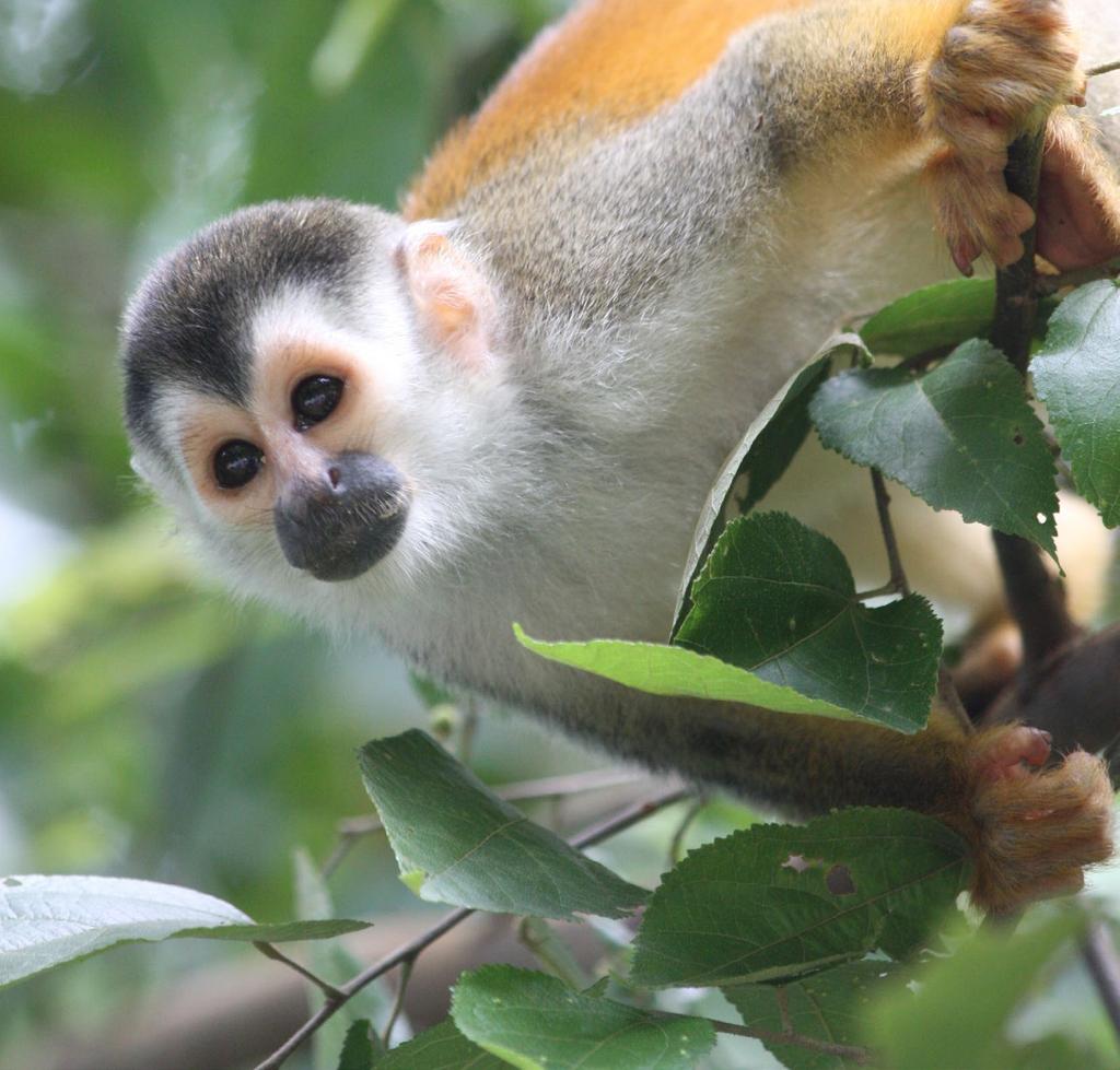 SQUIRREL monkey at manuel antonio With 4% of the earth s biodiversity packed onto just 0.03% of its surface, Costa Rica s varied ecosystems encompass a wealth of nature to preserve and protect.