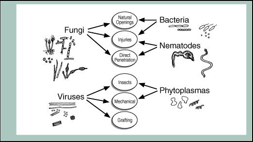 PATOGENEZA nastanak i tijek bolesti Infekcija je prodor parazita u domaćina.