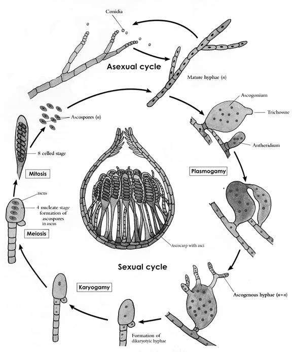 - za spolno razmnožavanje ove gljive stvaraju haploidne spolne stanice: anteridij (muška) i askogon (ženska) - spajanje anteridija i askogona (plazmogamija) jedna stanica s
