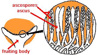2. razred DISCOMYCETES - askusi s askosporama se formiraju u plitkim zdjeličastim