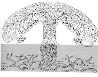 Više basidiomycotine stvaraju bazide u plodonosnim tijelima ili bazidiokarpima.