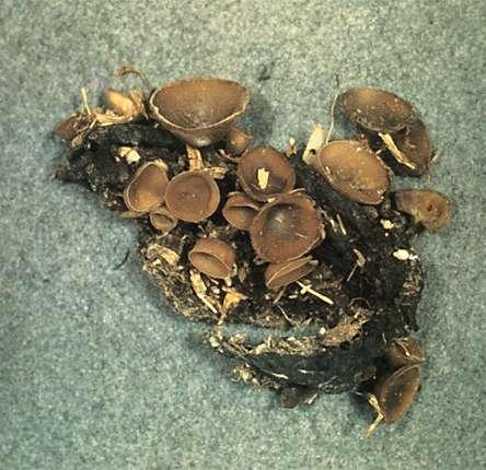 Posljedica napada gljive je razmekšavanje i razgradnja tkiva, tako da prije ili poslije propadaju cijele biljke.