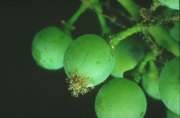 Faza zelene ili kisele plijesni (2. faza) je parazitska i u toj fazi dolazi do zaraze peteljčica i bobica.