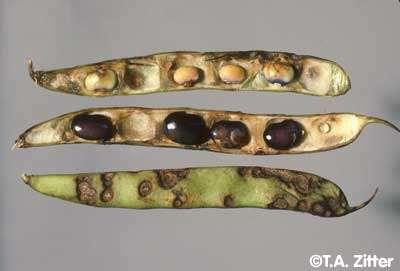 Antraknoza graha (Colletotrichum lindemuthianum) Simptomi Mogu se javiti na svim nadzemnim dijelovima biljke.