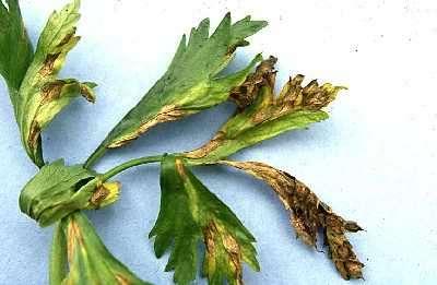 Septoria apii siva pjegavost lista celera najopasnija bolest celera u Hrvarskoj zabilježeni su gubitci lisne mase