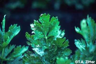 korijena Simptomi: na listovima i peteljkama svijetlosive do smeđe ovalne pjege, na peteljkama imaju eliptičan