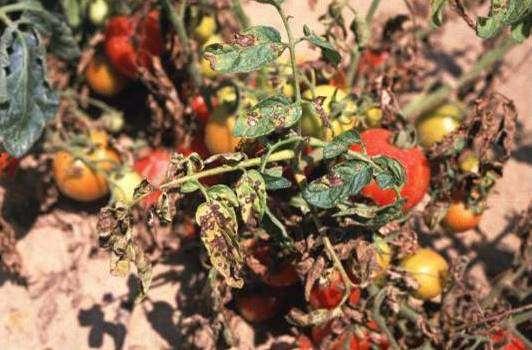 Septoria lycopersici pjegavost lista rajčice javlja se u svim razvojnim fazama na kotiledonima male tamne pjege, takve biljke najčešće propadaju nakon presađivanja javlja se bajčešće kad se formiraju