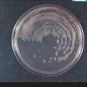 - bakterije čije su kolonije bijele boje parazitiraju uglavnom podzemne organe ili tkiva u unutrašnjosti domaćina (Erwinia,