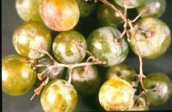 ili čitav grozd; zaražene mlade bobice se suše, a