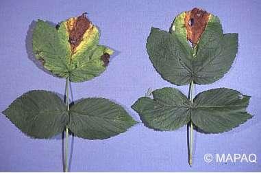 Didymella applanata (kestenjasta pjegavost izdanaka kupine) - domaćini: Rubus uzgajane i divlje vrste (kupina, malina, križanci) - simptomi: - na lišću obično tijekom