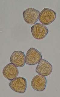 blijedožuti, teleutospore cilindrične, višestanične (5-13 stanica), na jednom kraju