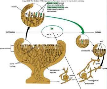 Heterogamija kopulacija gameta koje se razlikuju i fiziološki i morfološki Ascomycota: