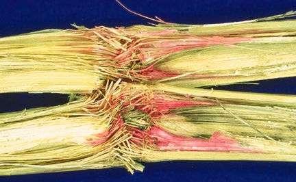 - u tlu (uzročnik patološkog polijeganja žitarica - Gaeumannomyces graminis - održava se u tlu na zaraženim biljnim ostacima i višegodišnji su izvor zaraze za slijedeću