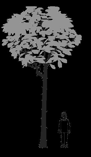 M041131 M04-10 Výška stromu Muž na obrázku je 2 metre vysoký. Odhadni výšku stromu.