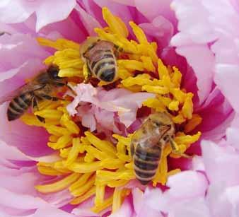 izjemno sposobnost učenja in spoznavanja ter nizko stopnjo razploda. Darwin je ugotovil, da čebele ni mogoče uvrstiti v normalen evolucijski razvoj.