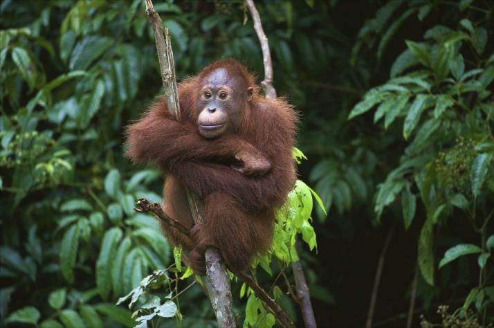 Itinerary DAY 1: AIRPORT MEDAN - BUKIT LAWANG/BAHOROK ( - ) Upon arriving at the Airport, greet and proceed for a short Medan City Tour; the capital of the province, a commercial city visiting to the