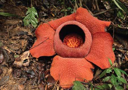 Rafflesia kerrii can grow up to 90 cm, and can be seen on two