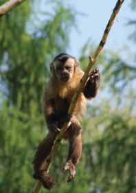 Capuchins S chovom málp hnedých (Cebus apella) začala ZOO Košice v roku 2002 dovozom šiestich jedincov zo ZOO Nyíregyháza v Maďarsku. Išlo o štyroch samcov a dve samice.