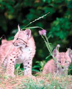 In one category votes for the winner the public. This category in this year won Košice ZOO with the rearing of Eurasian Lynx (Lynx lynx).