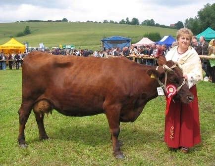 Slika 6. Crvena goveda su zaštićena u Poljskoj i poljoprivrdnici dobijaju subvencije z anjihovo (izvor: regionalcattlebreeds.