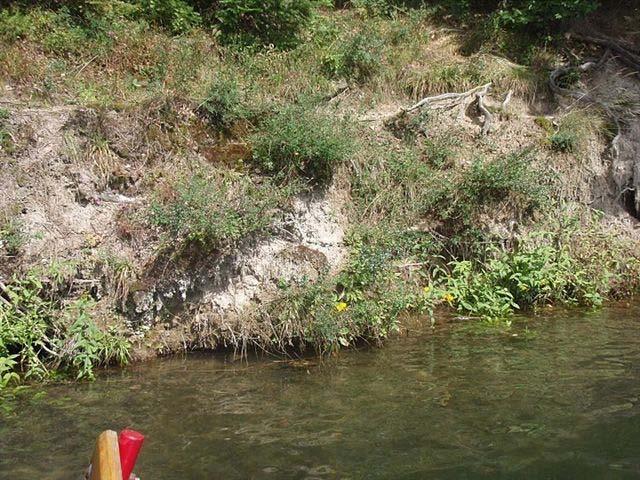 Obr. 3 : Vegetácia erodovaného brehu (zdroj: RÚVZ Banská Bystrica) Žiadne poškodenie zdravia návštevníkov Počúvadlianskeho jazera nebolo zaznamenané.