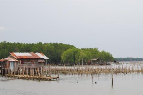 maintain the mangrove forest area