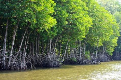 indirect benefit from mangrove