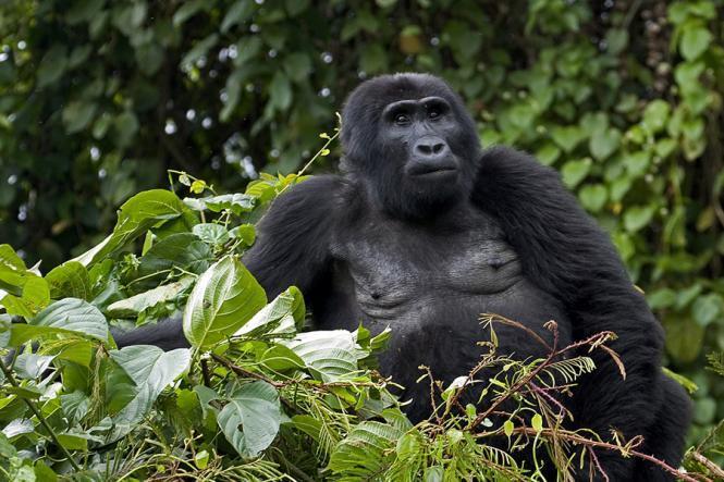 The Pearl of Africa: A Survey of Uganda's National Parks June 24, 2015 Uganda's natural beauty has hardly escaped notice.